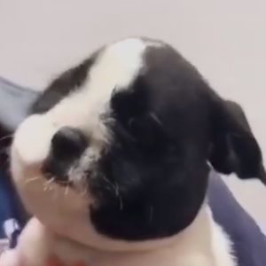 Meet your Posher, Dan